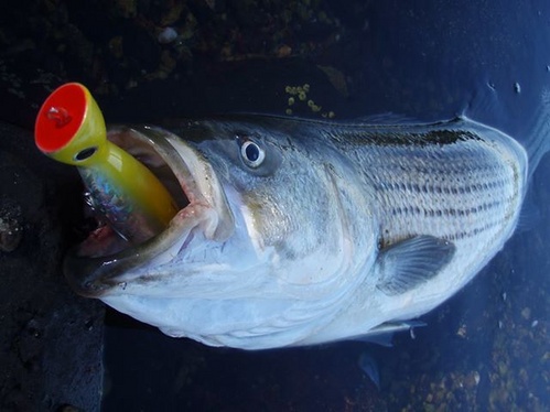 Ron Arra Surf Pro Popper Lure